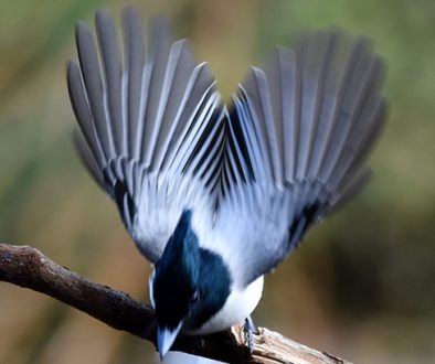Asian Paradise Flycatcher, a photograph by Vijaykumar Kakade
