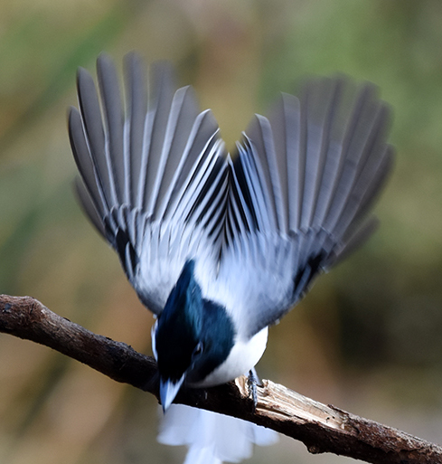 Asian Paradise Flycatcher, a photograph by Vijaykumar Kakade