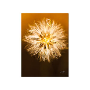 Golden Dawn - Ephemeral Whispers Metal Poster