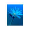 Twilight Echo - Ephemeral Whispers Metal Poster